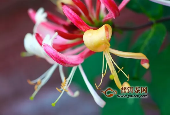 金銀花開(kāi)花季節(jié)簡(jiǎn)述	