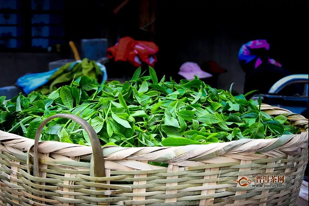 央视记者揭露茶叶市场恢复情况！茶行业的寒冬，还会持续多久？