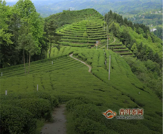 紫陽富硒茶和毛尖茶產(chǎn)自哪里