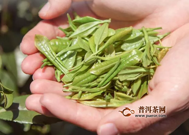 安吉白茶属于绿茶