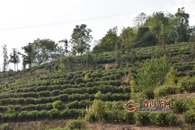 中国每年要花两亿多从印度进口茶叶
