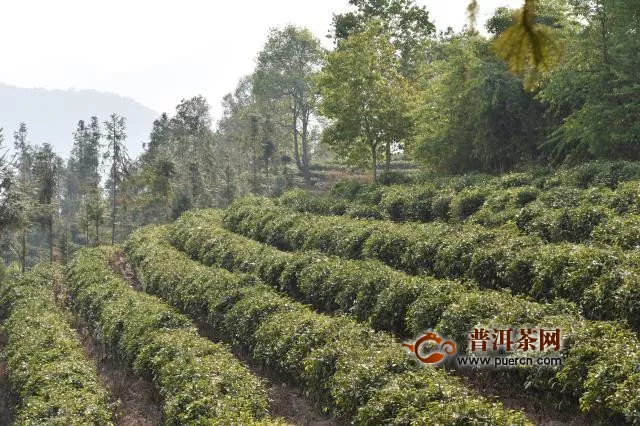中国每年要花两亿多从印度进口茶叶