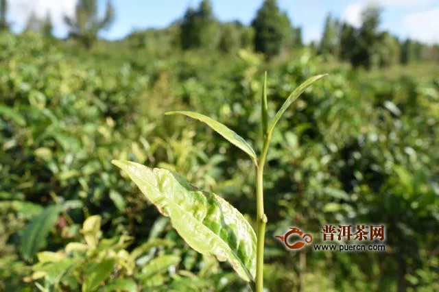 9年，创造临沧茶的无限可能！