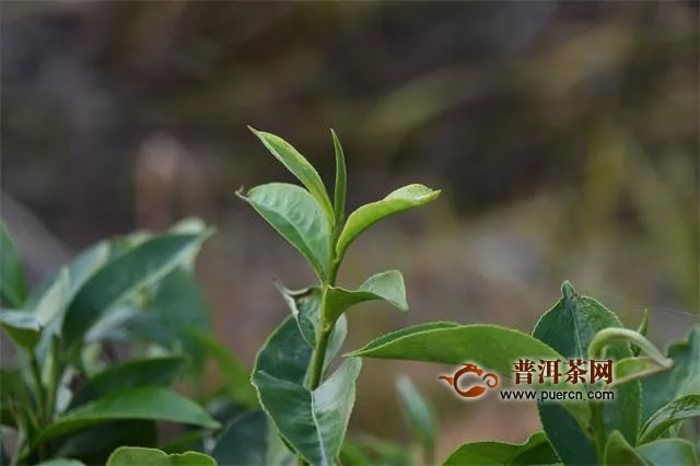 9年，创造临沧茶的无限可能！
