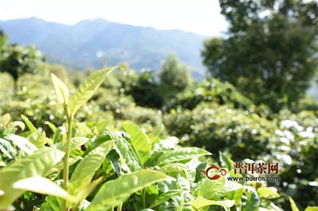 湄潭县茶产业发展