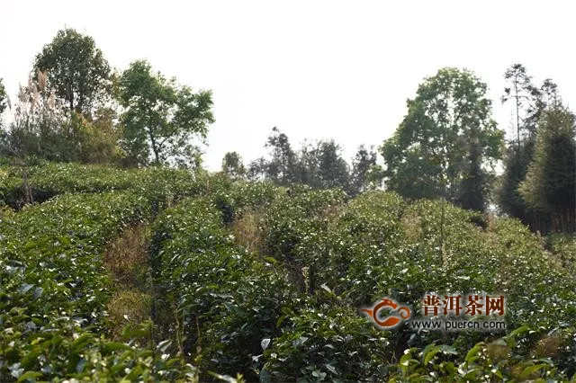 湄潭县茶产业发展