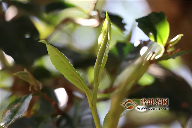 舒城县茶产业发展