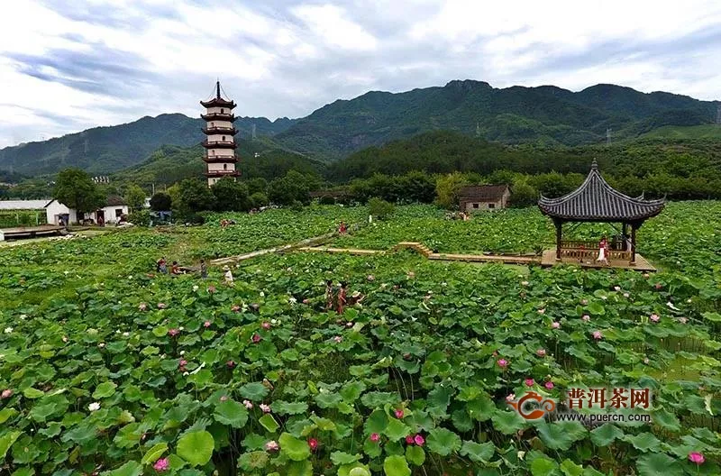 武义县打有机茶农业牌、唱绿色环保戏谱写乡村振兴奋斗篇章