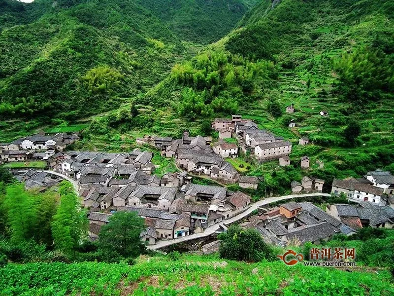 武义县打有机茶农业牌、唱绿色环保戏谱写乡村振兴奋斗篇章