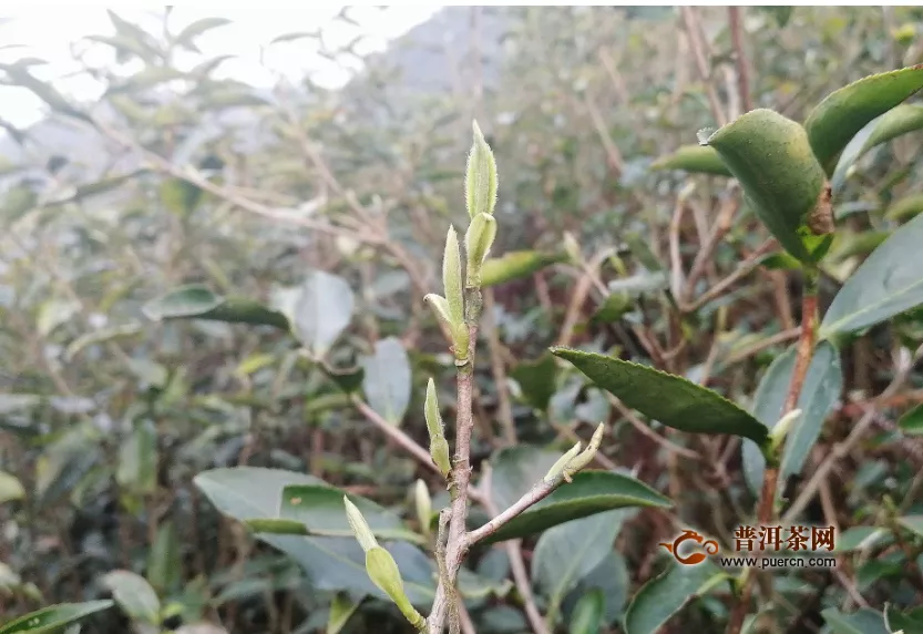 福鼎白茶的保質(zhì)期可以是多久