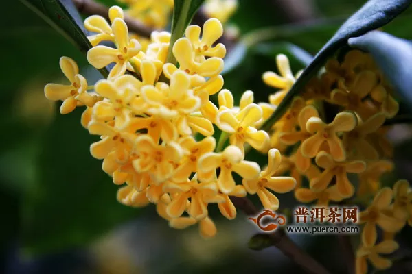 桂花茶哪里產(chǎn)的品質(zhì)好