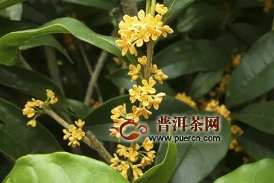 桂花茶哪里產(chǎn)的品質(zhì)好