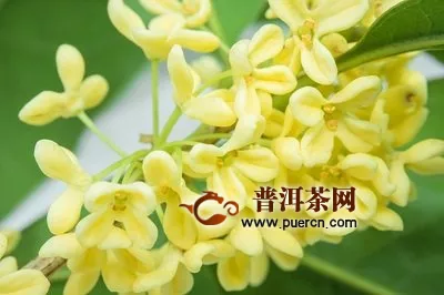 桂花茶选择什么牌子好