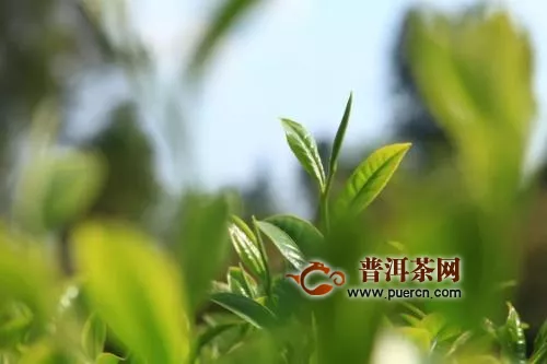 鳳慶滇紅現(xiàn)狀及產(chǎn)區(qū)觀察