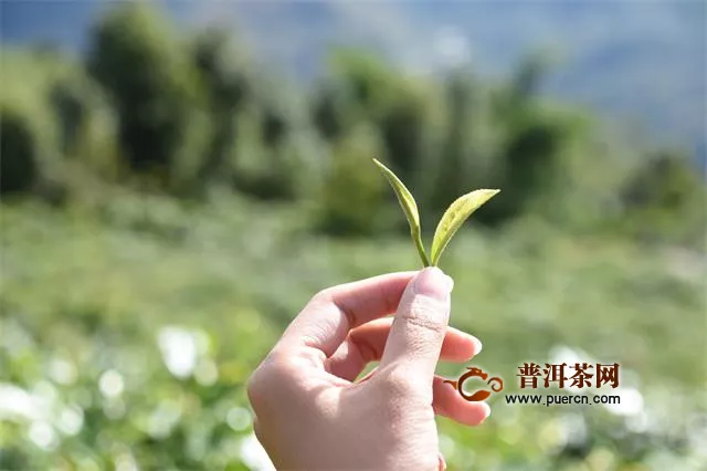 罗坑镇茶业生产发展