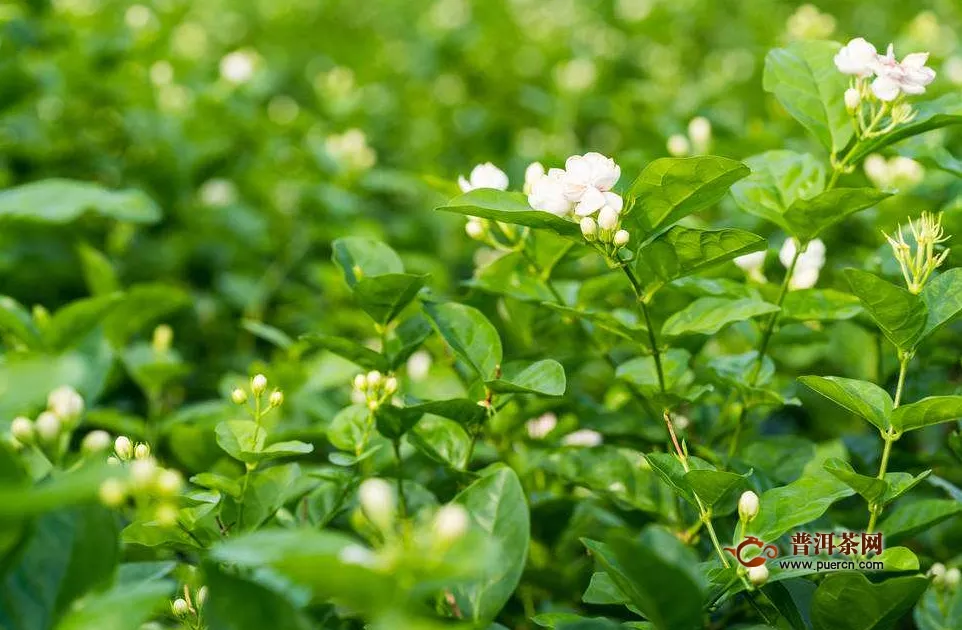 泡茉莉茶一次放幾朵