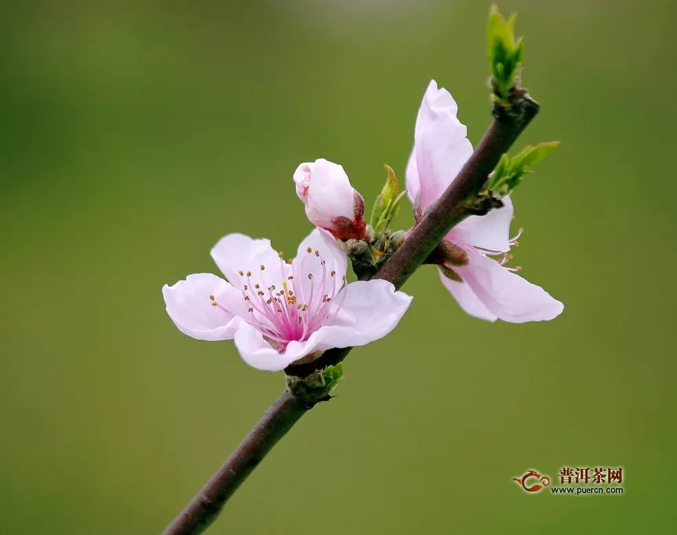 饮用桃花茶的功效与禁忌