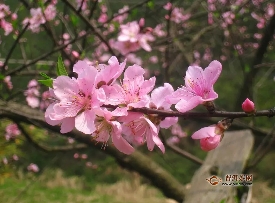 喝桃花茶的好處與副作用