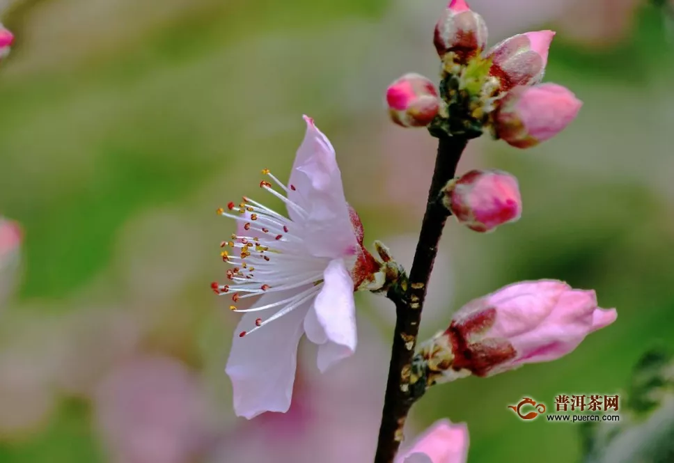 桃花的功效與禁忌簡(jiǎn)述