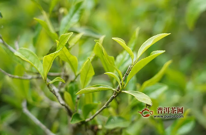 喝滇紅茶有什么好處及其相關(guān)壞處