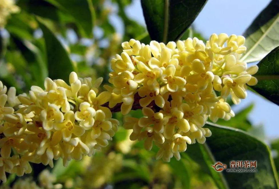 桂花茶喝了上火嗎