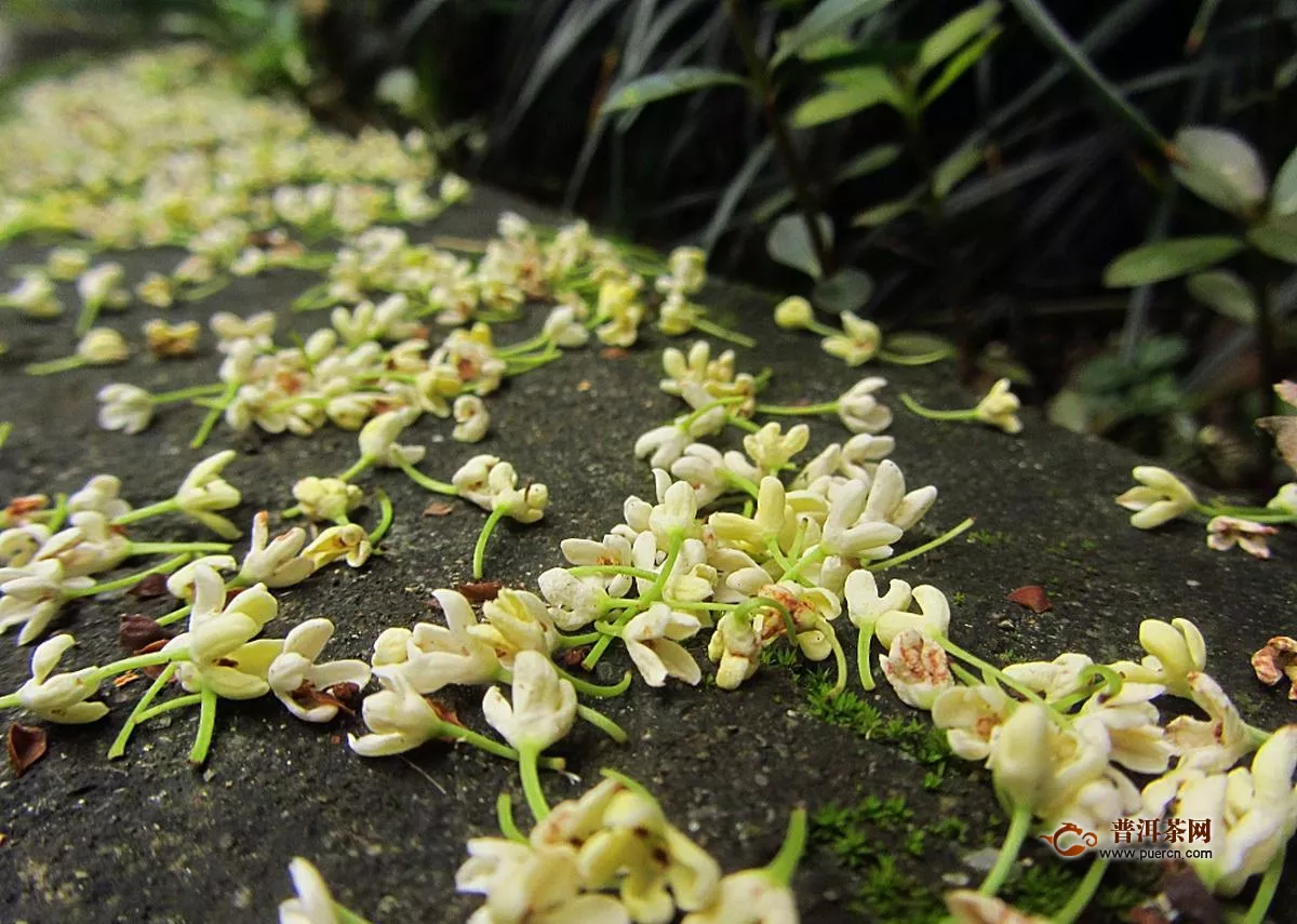 桂花茶选择什么牌子好