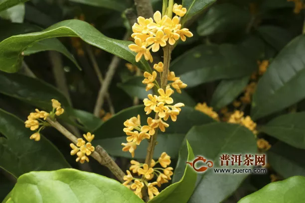 桂林桂花茶哪个牌子好