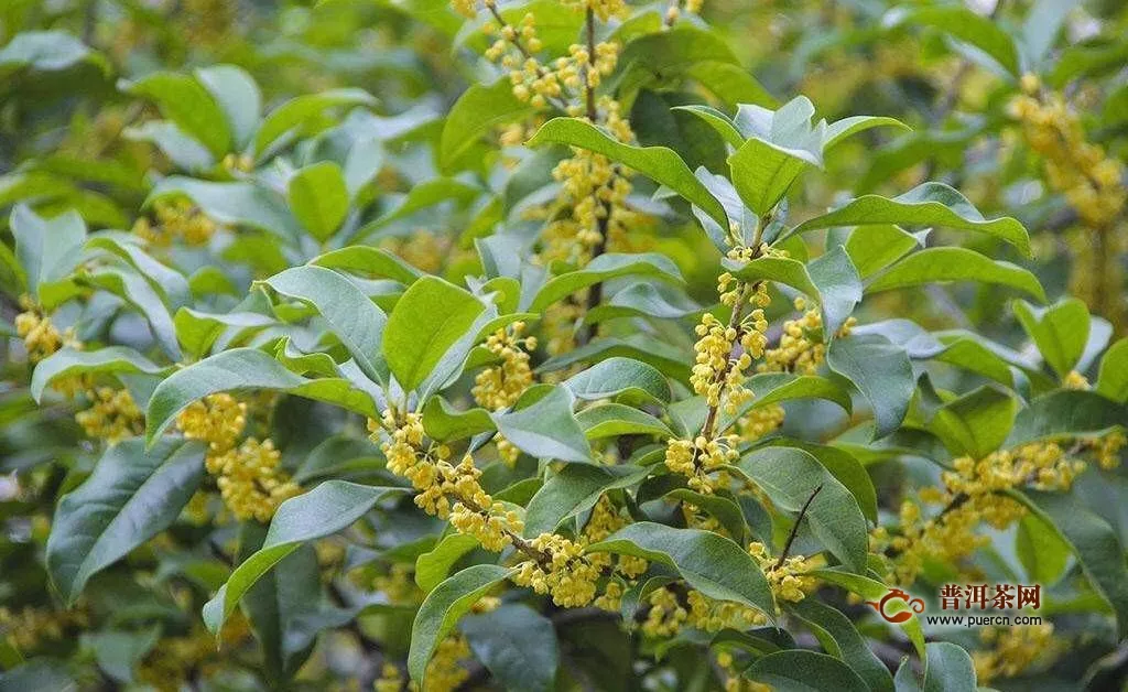 桂花茶产地在哪里