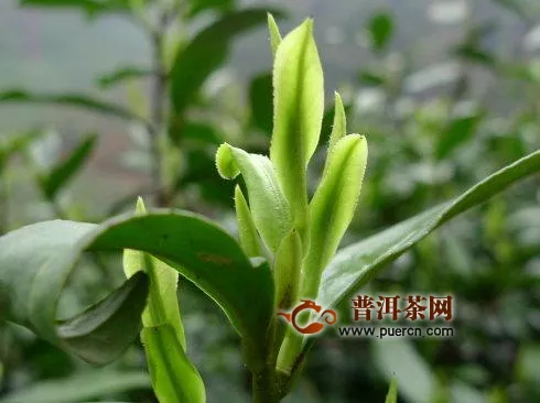 常喝绿茶好不好