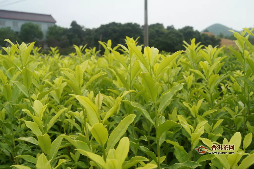 中国十大绿茶排名及其绿茶特征