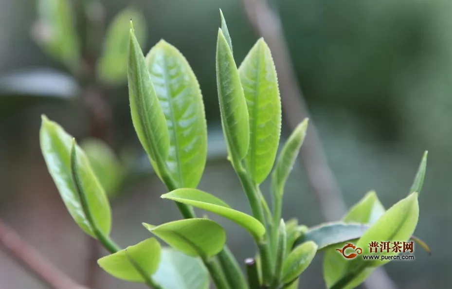 六安瓜片是什么香型的绿茶