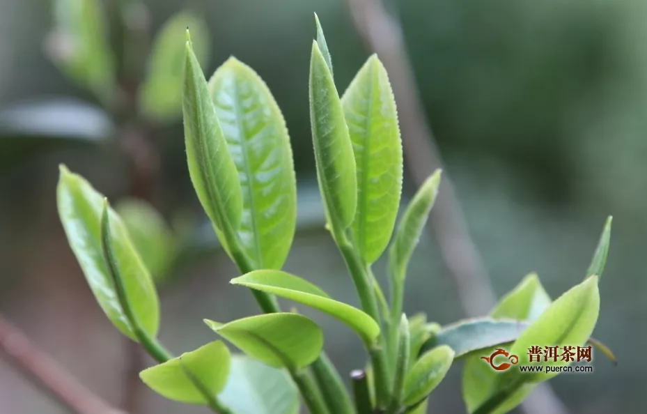 六安瓜片綠茶的品質(zhì)特征