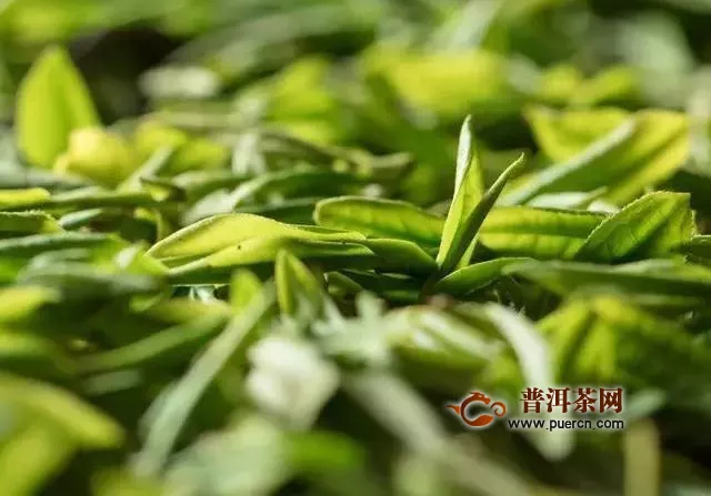 雨花茶新茶采摘季节