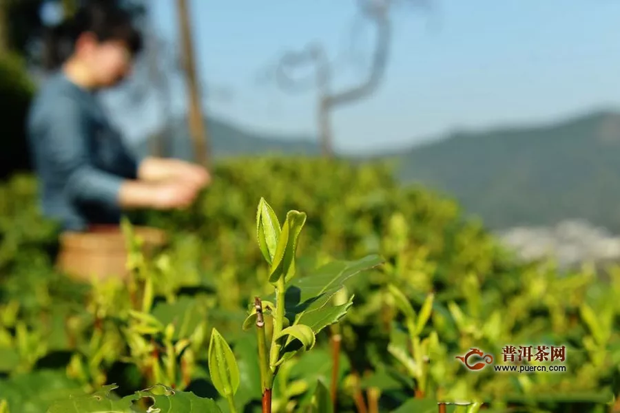 优质雨花茶好喝吗