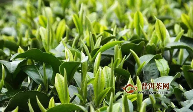 雨花茶是綠茶是不