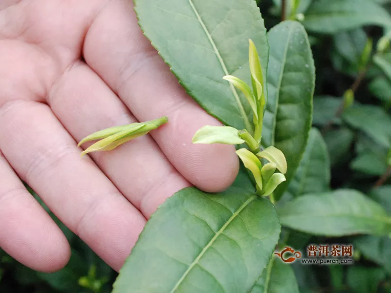 南京雨花茶如何鑒別真假