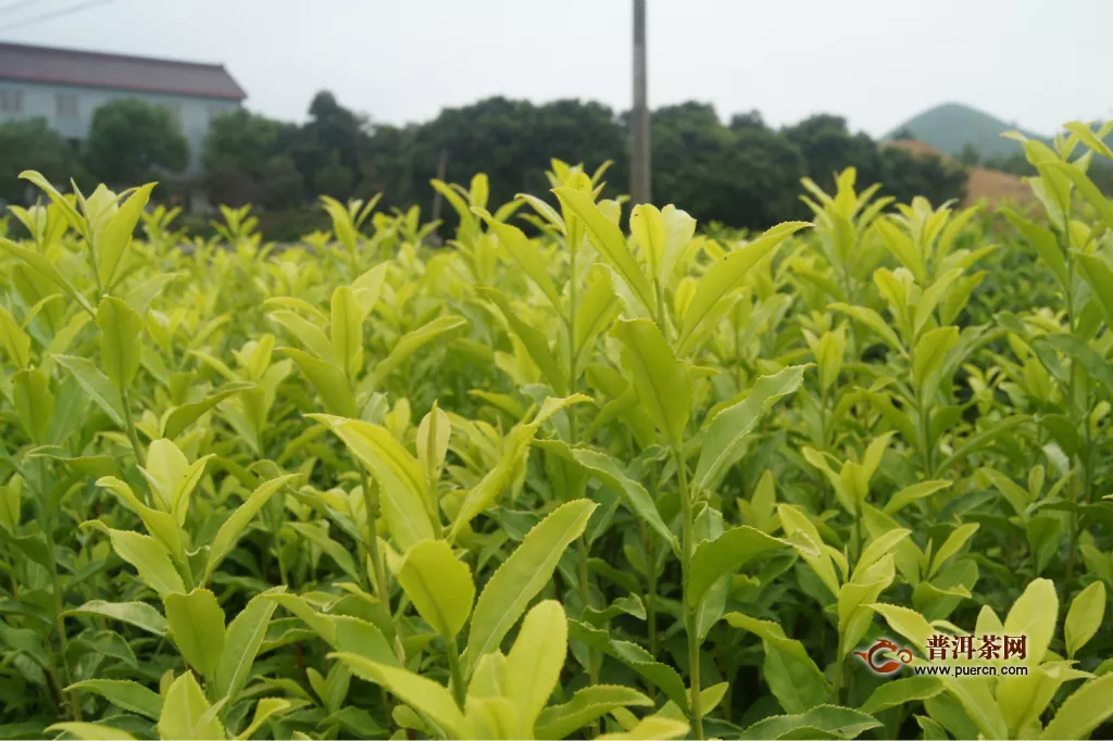 雨花茶属于什么茶您知道吗