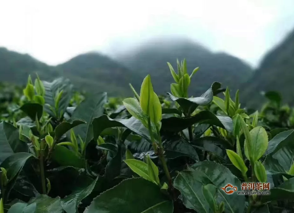 竹叶青属于什么茶叶类型