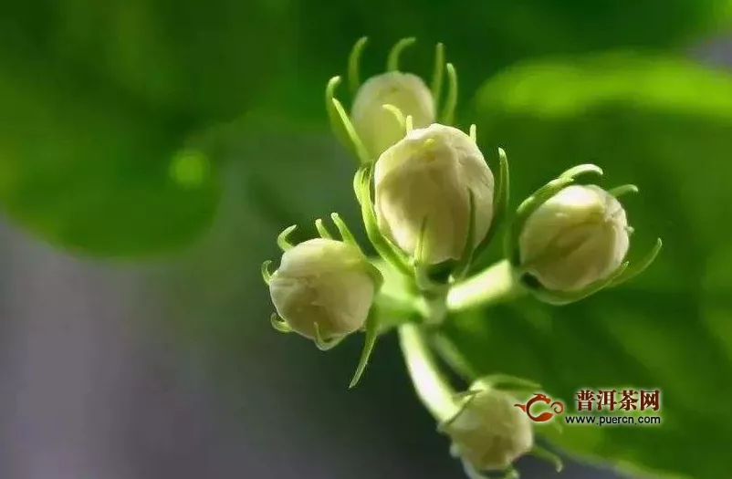 茉莉花茶起花過程您是否了解