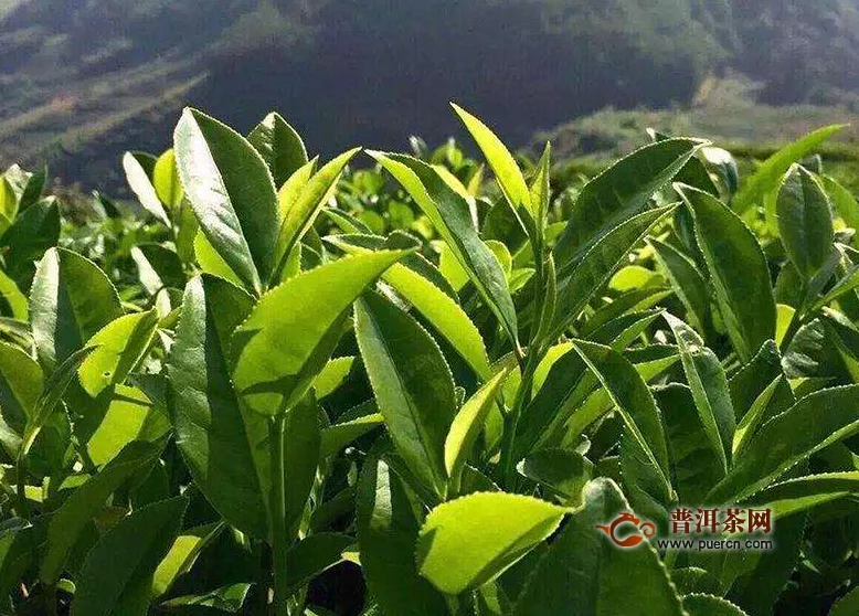 滇红茶的养生功效有哪些呢