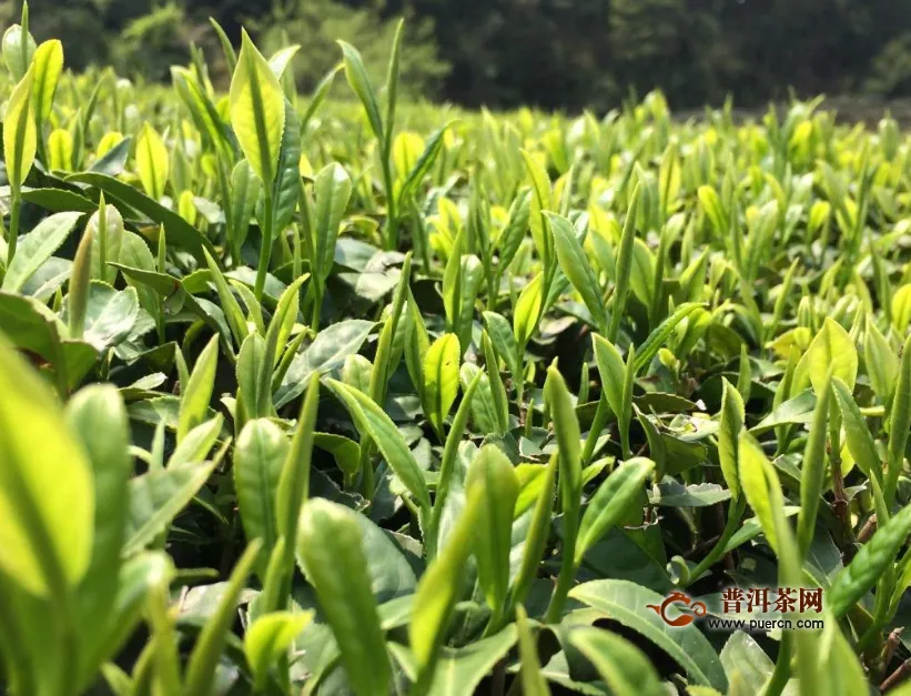 滇红茶的生长环境怎么样
