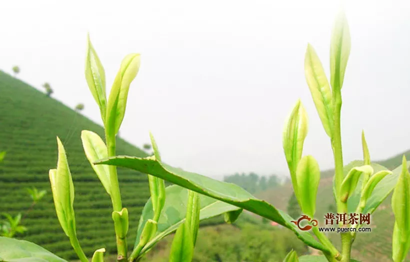 黃山毛峰是何種茶葉