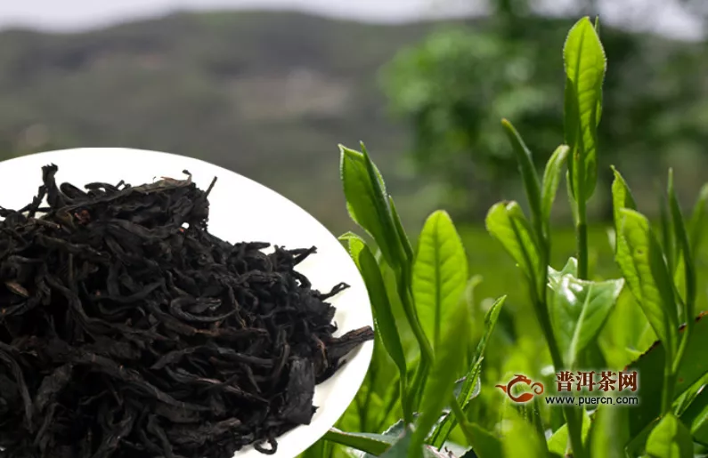 飲用黑茶的作用簡單介紹